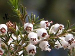 Fleurs de Bruy�re